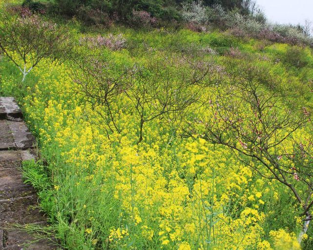 “花动一山春色” ——重庆九龙坡区九凤山赏春花