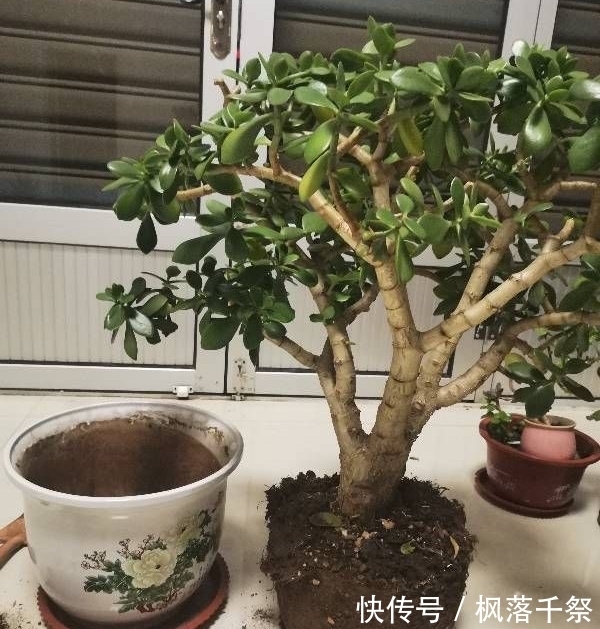 玉树|8月养玉树盆景,3件事不能做,叶翠绿厚实枝壮实,漂亮有精神
