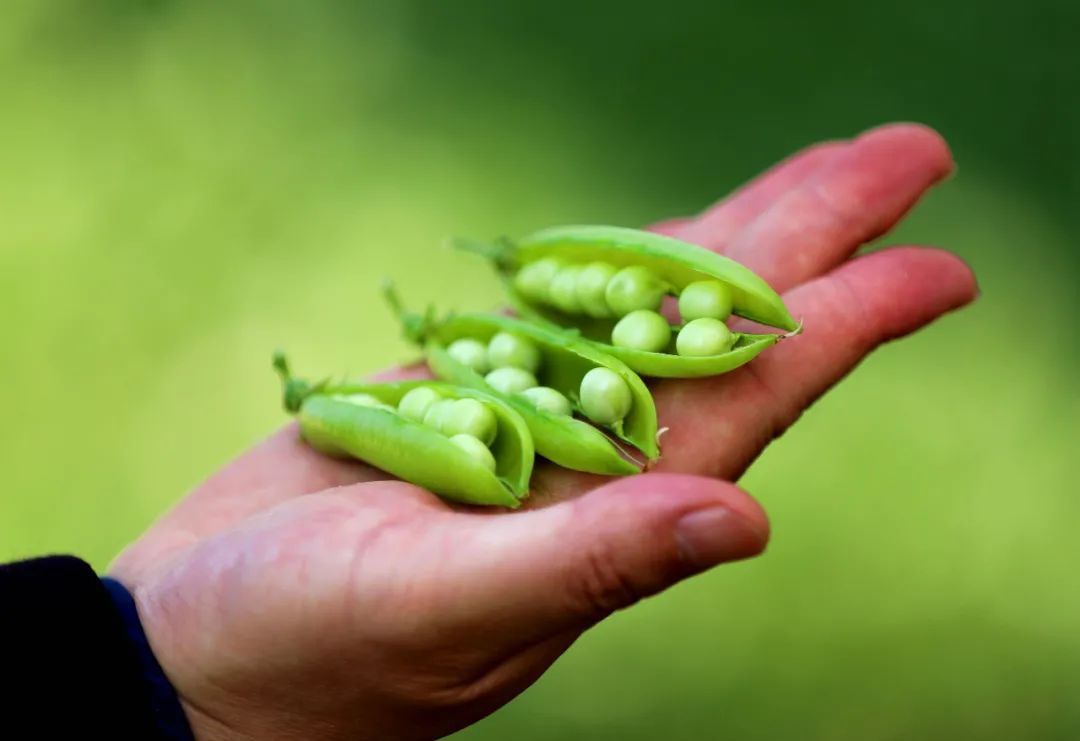 菜花|被糖尿病缠身,多吃这4类蔬菜,或许可以帮你“控制”血糖