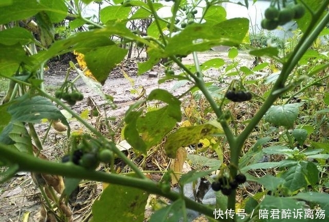 村里无人问津路边我野果,最后一个城里卖到25一斤