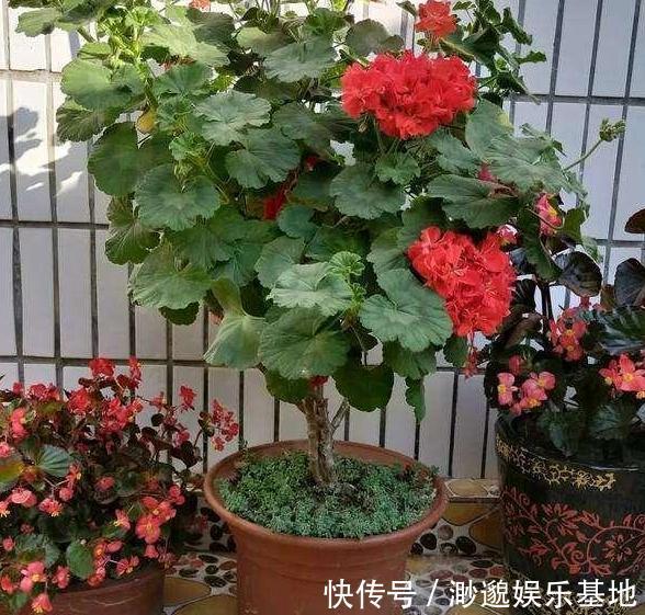 叶片|淘米水、啤酒、牛奶浇花,有什么忌讳弄懂这些变成养花的宝贝