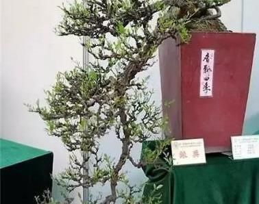 很好辨认的1种藤本植物,别轻易触碰,却是制作盆景的优良素材