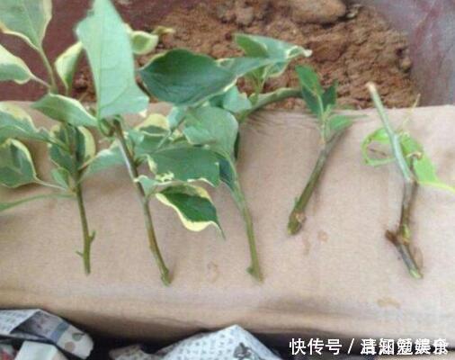 种花|垃圾桶中容易“捡到”的3种花,1分钱不花,养出几十盆,花开爆盆