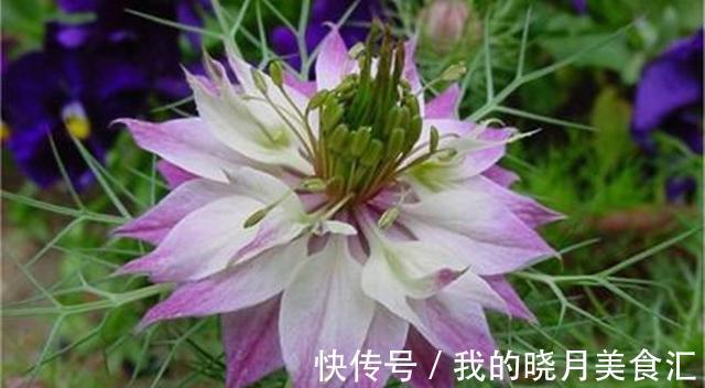 此种花可耐40度高温,可在室外过冬,一开花却惊艳了时光