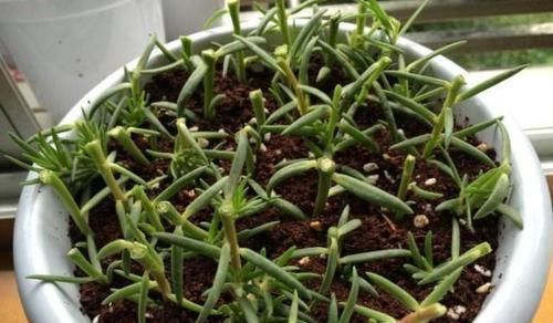 维生素c|别只用阿司匹林,“扦插”用上这“3药粉”,7天“白根”肥又壮