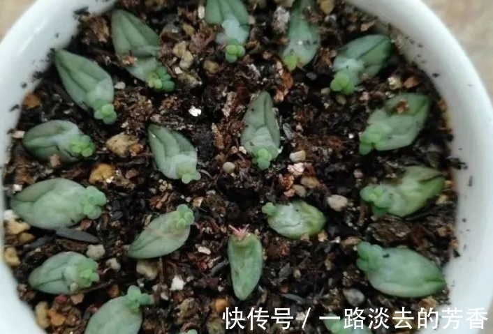 适宜|多肉叶插不生根,教你叶插五要素,10天就能长出小胡须