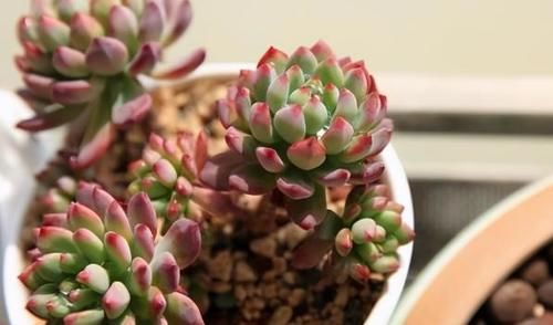 多肉盆栽,天冷不上色怎么办?关小黑屋叶子1个月就变糖果色