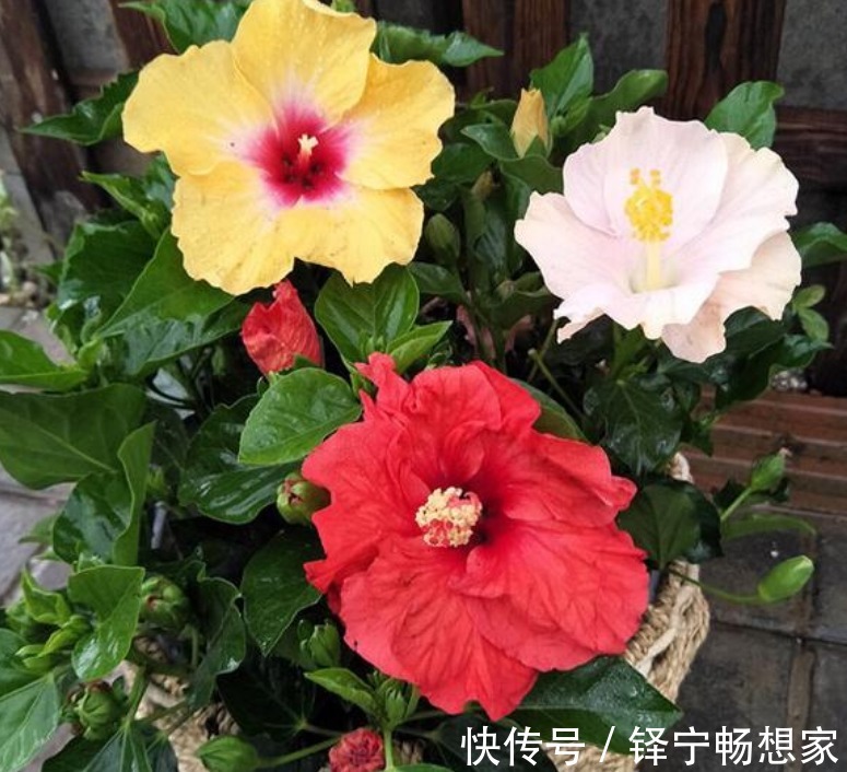 “3种花”很适合阳台养，花香四溢，花朵烂漫迷人，开花一簇簇！