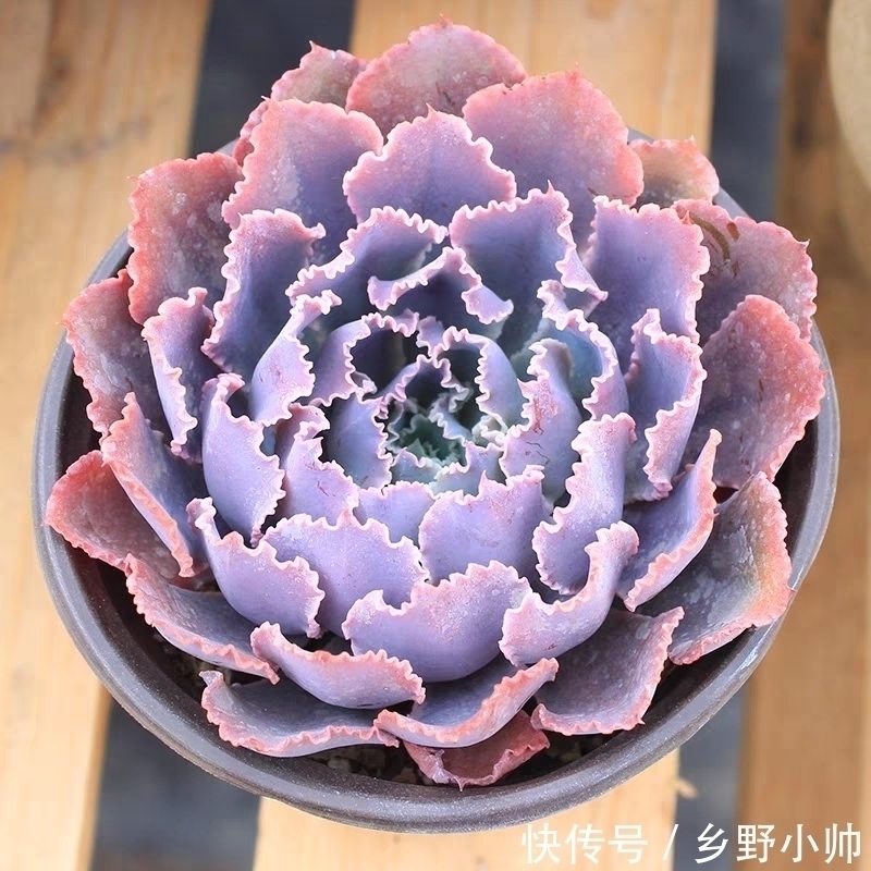 别的多肉都肥嘟嘟胖乎乎的,这些薄叶多肉也很美,看看你养了几种