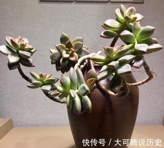 养在室内的姬胧月越来越丑,果断换盆移到室外散养,半年成功逆袭!