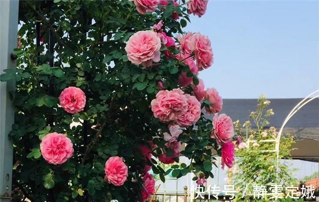 养花不烂根,捡来小东西垫在盆底,叶绿根壮猛开花