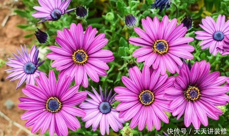 颜值超高|颜值超高的几种花卉，个个美的出奇，绚丽多彩