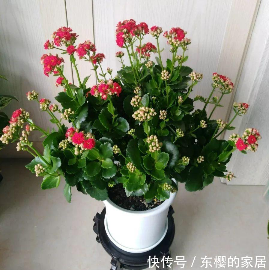 换盆时机到了,有这花赶紧换,换完立马疯长!