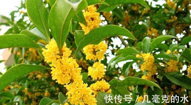 人养花,花亦养人!8种能“吃”的花,漂亮又美味,建议养一盆!