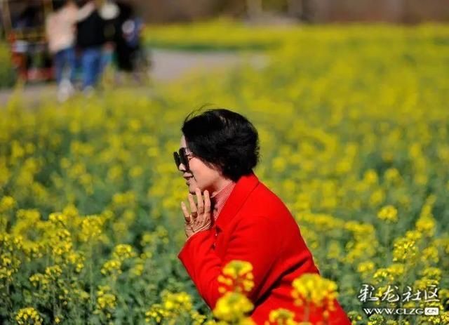 春天已“到货”！安宁万亩油菜花开啦|周末去哪儿 | 老年