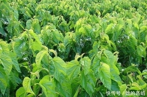 白发|一头白发不用担心,农村常见的叶子洗头,坚持一月,白发慢慢变黑