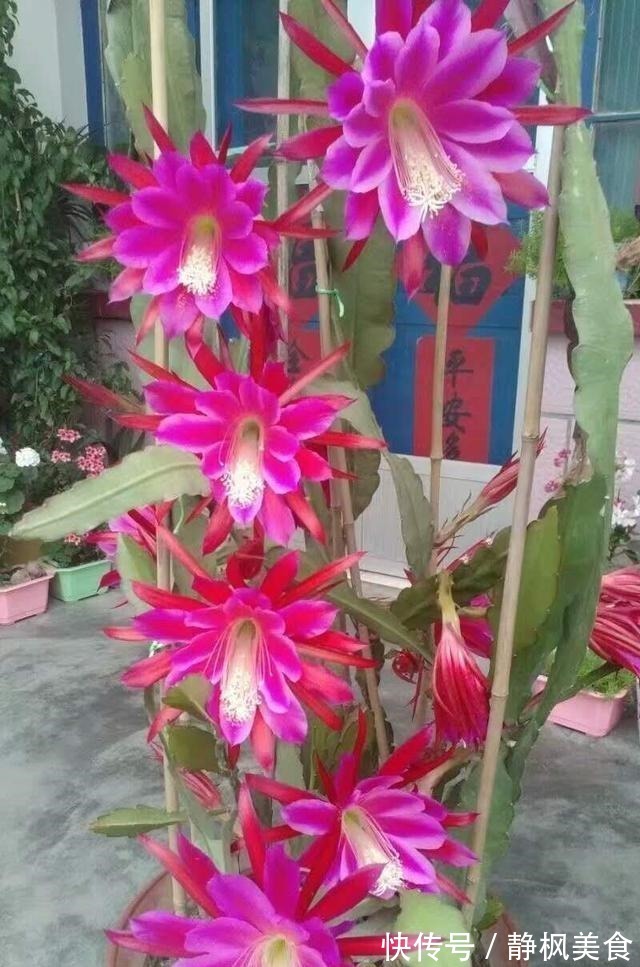 一棵“仙人掌”,叶子“软踏踏”,搭个铁丝架,开出一串“荷花”