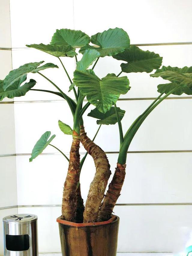 常见的20种有毒花草,有老人、小孩、宠物的家庭千万注意