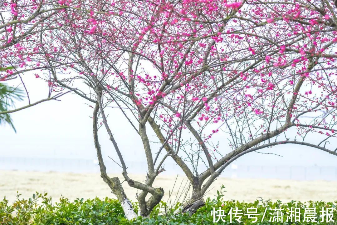 松雅湖|长沙松雅湖边的梅花开了，错过再等一年