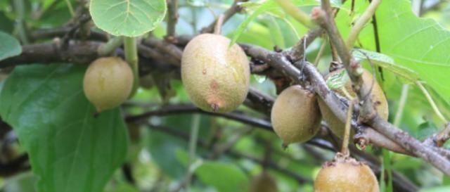 山里“4种”野果子,以前砍柴时吃到吐,如今满山找不到1棵,可惜