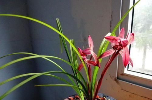 红素|曾争相抢购的兰花，现白菜价，花色鲜红，落地就生根，是兰花铭品