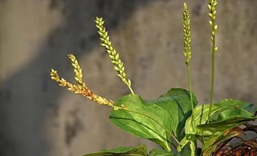 dh高血脂别急着吃药，常吃这6种食物，血脂慢慢就会降下来！