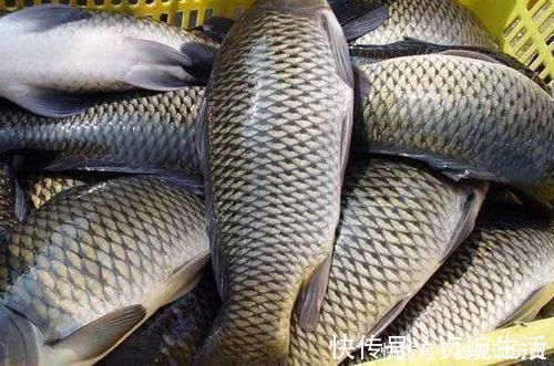 垂钓|蚯蚓钓鱼已成过去,大蒜将取代蚯蚓,让你比原来翻三倍,满载而归