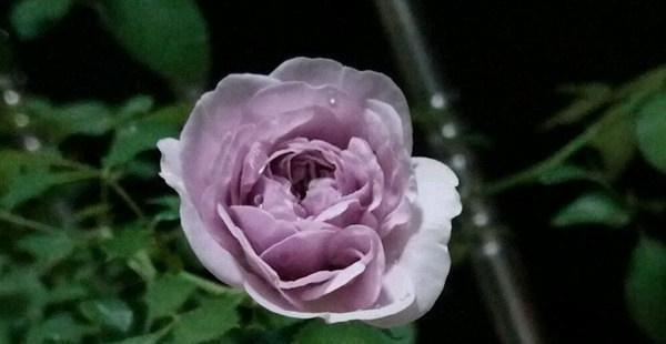 夏季|需要“富养”的花,天热也要施肥,不然越养越差劲