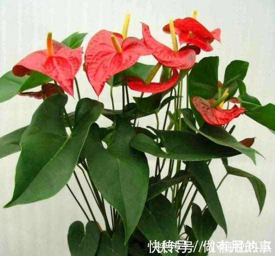 金钱树|4种“招财花”，家里各养1盆，旺运又招财，日子越过越好