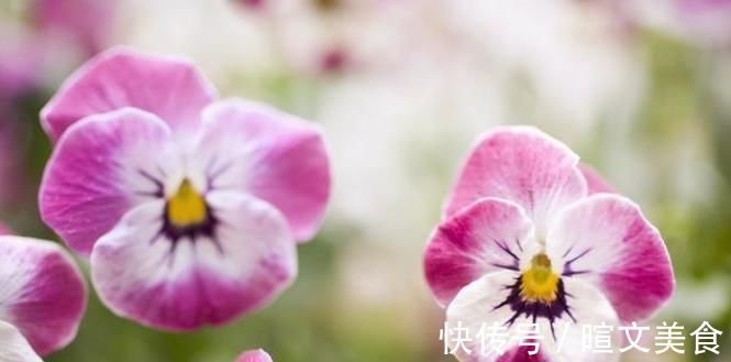 腊梅|下雪才好看的3种花，想让花开的美，别早早搬入室内