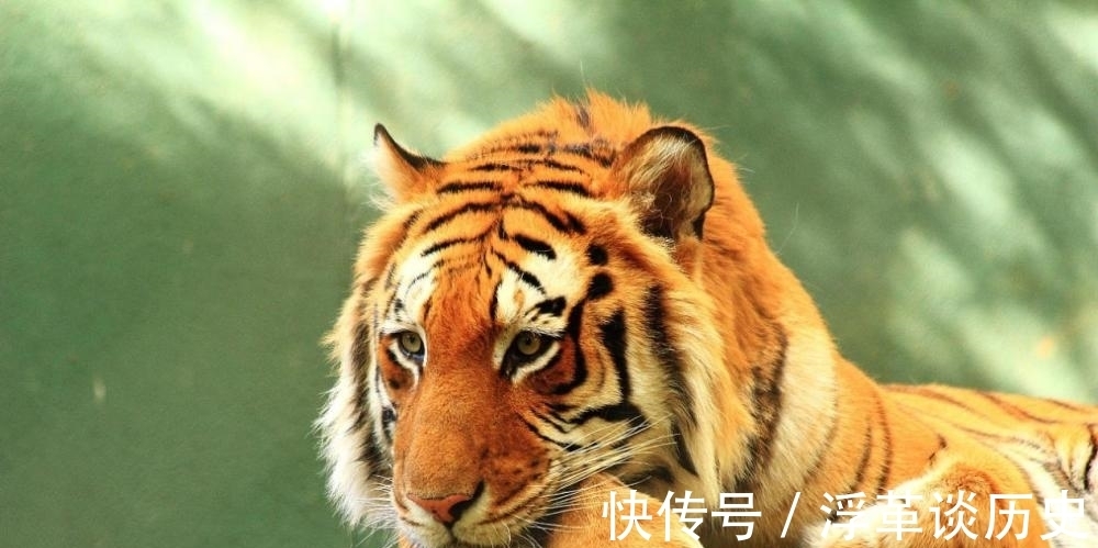 猛虎|齐白石这幅“不要脸”的老虎卖3202万,冷军的猛虎只值16万