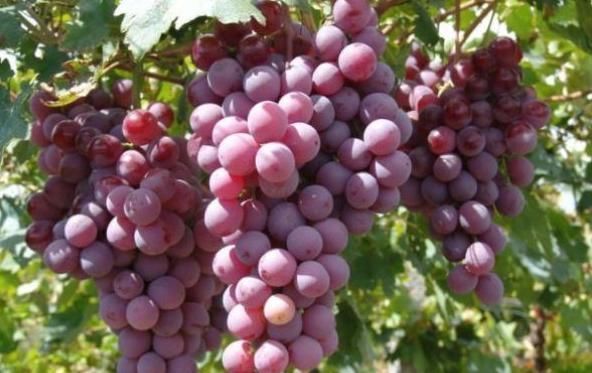 鞣酸蛋白|葡萄和此物是天生的“死对头”,不能一起食用,早知早好