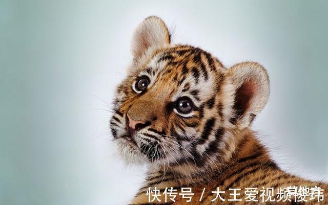 武松@李逵杀四虎毫不费力,武松打一只就累趴,莫非李逵能秒杀武松