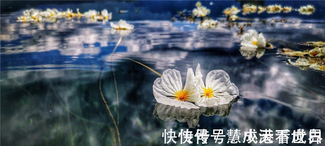 泸沽湖|世界上最纯洁的花，花瓣透明如水晶，每当下雨就会“变脸”