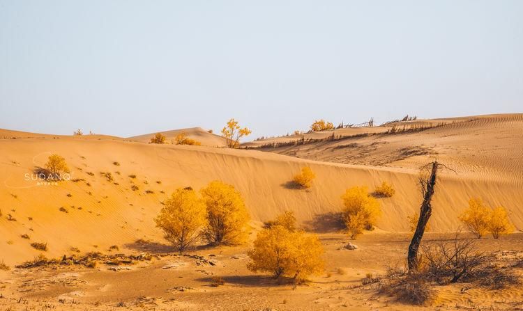 村落|探秘塔克拉玛干沙漠，寻找神秘村落，据说“走进去，出不来”
