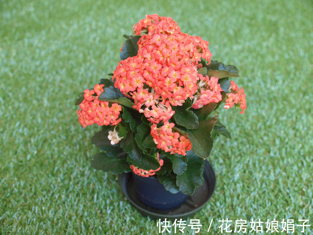 三角梅|这6种花适合小盆养，用小盆，少管它，反而越长越旺，花开爆盆