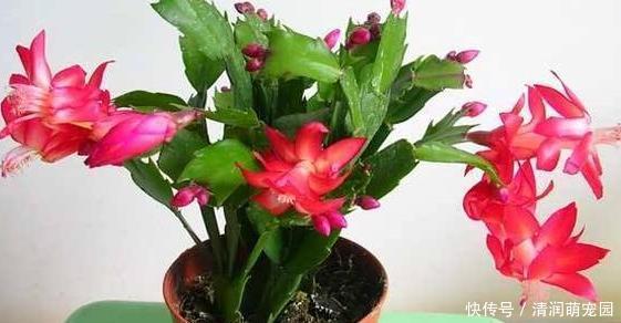 浇水|养蟹爪兰,这么浇水不仅不会死,反而开花越来越多