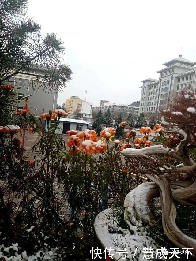 相约|相约灵台的冬季