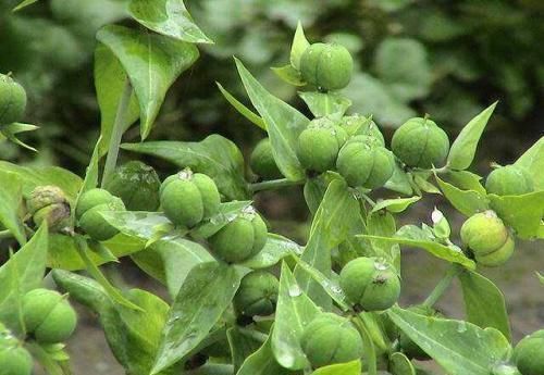 奇葩|农村这种奇葩的“野草”,竟然是“天然解毒王”,大家见过吗