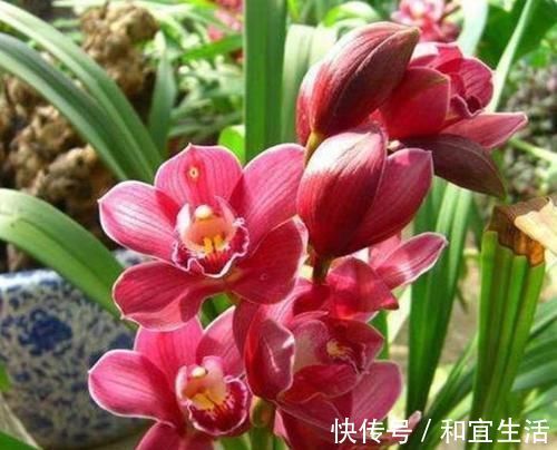 春夏秋冬|养花就养个花期长的,花大色艳,开花美长势旺,黄绿交辉