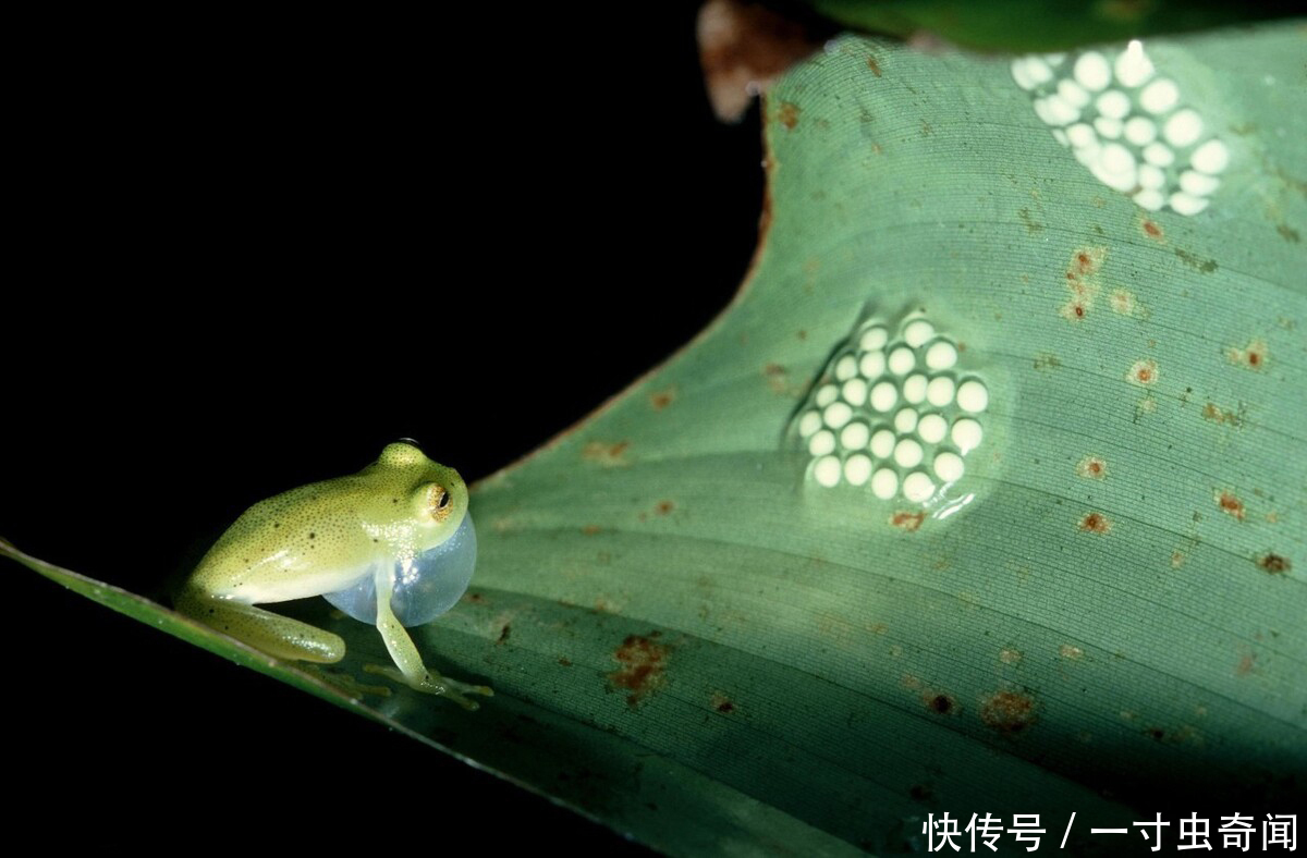 五脏六腑|精雕玉琢知汝心，五脏六腑能一览无余的玻璃蛙，却是动物界好父母