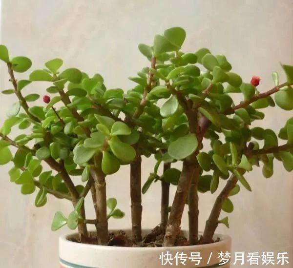 家里有金枝玉叶的来看看，一分钟学会怎么给金枝玉叶修剪造型