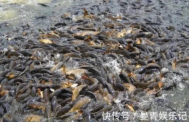 驾驶证|在德国钓鱼“人很惨”，在中国钓鱼“鱼很惨”，差距咋这么大呢？