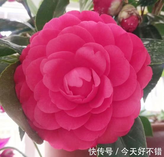 艳丽盆栽山茶花,这样养