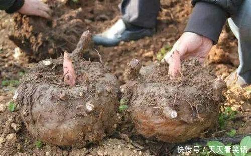 魔芋|它全身含毒，中国和日本大量种植，你吃过吗？