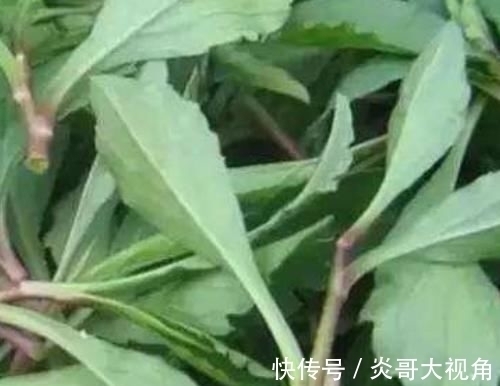孩子|这些野菜农村都当是野草,却是最适合孩子的“天然钙片”