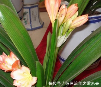 直射光|夏季君子兰总是长不好这几点做好了,轻松度夏无忧