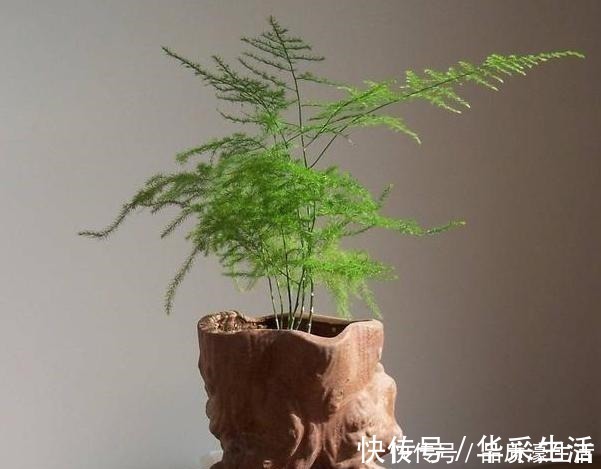 植物生长离不开太阳这4款“耐阴花”怕晒,室内盆栽长势猛!