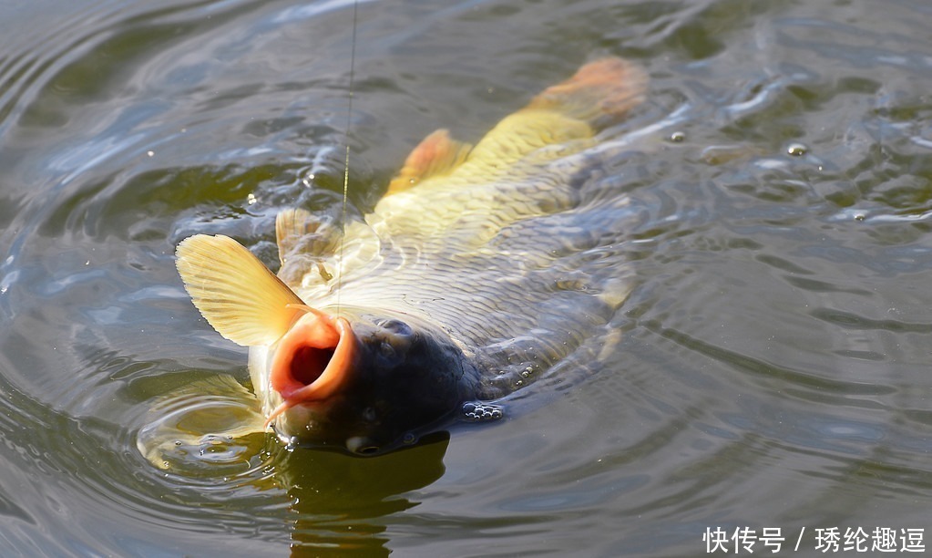 钓鱼|蚯蚓钓鱼早不灵了!看野钓大王都用这玩意,一次半瓶盖,天天爆护