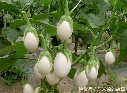 农村罕见的蔬菜 白茄子 不仅可以祛斑美容还可以治疗风湿 快资讯